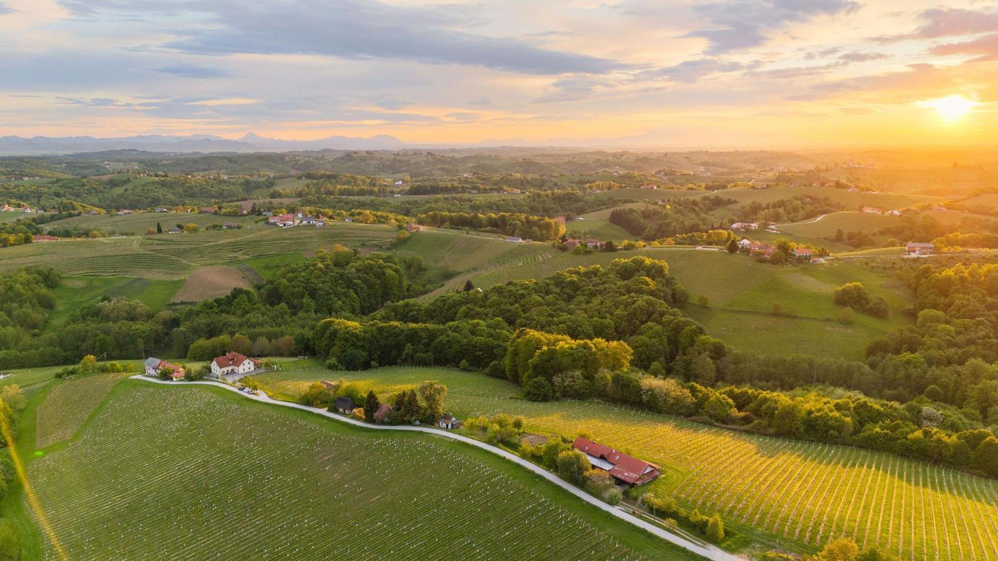 Zelena Oaza - B&B Miklavz pri Ormozu Exteriör bild